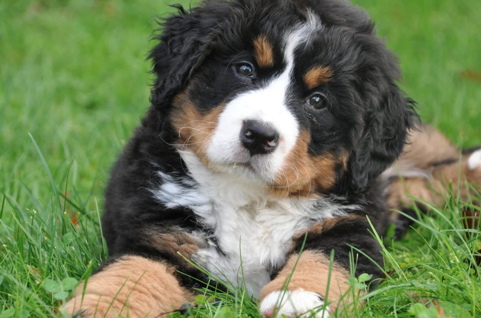 werwolf-syndrom-bei-hunden-kauknochen-als-ausl-ser
