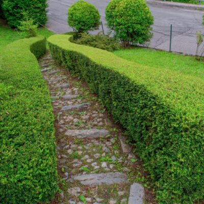 Blickdichte Hecken für Hof und Garten