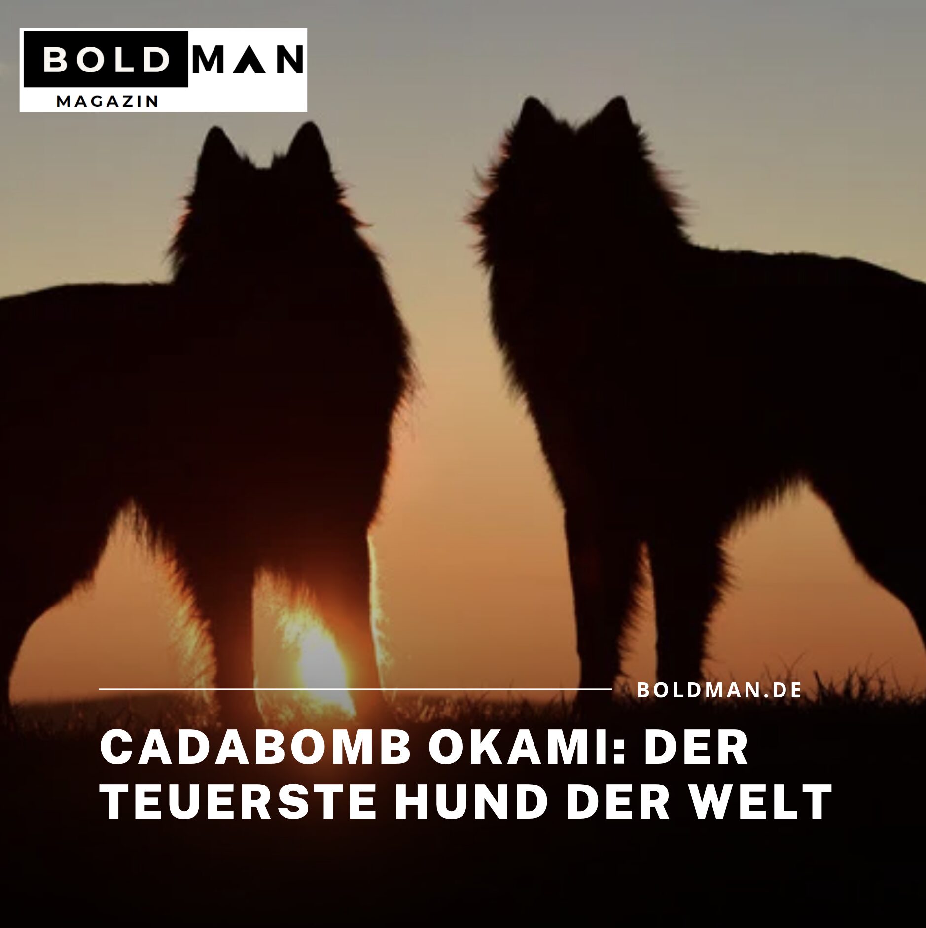 Cadabomb Okami Der teuerste Hund der Welt 
