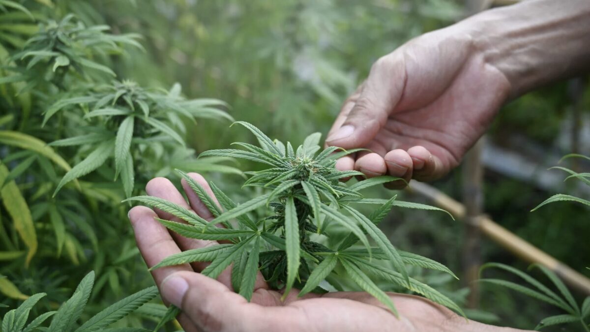 Cannabis-Anbaus