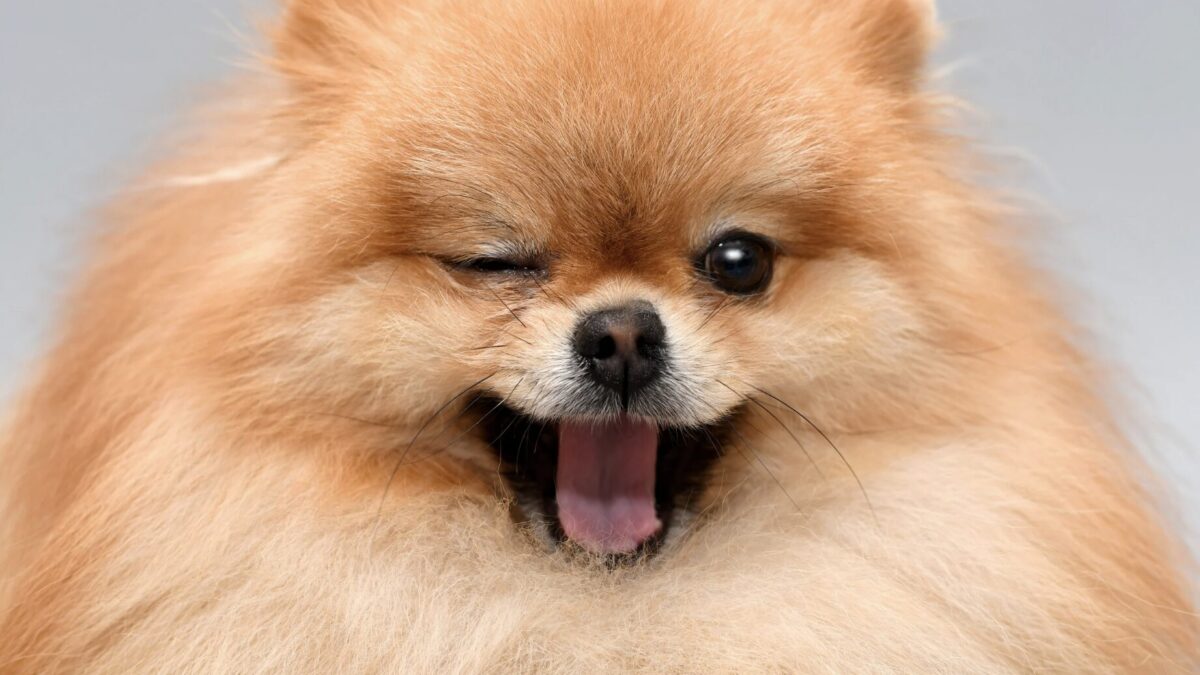 Der teuerste Hund der Welt
