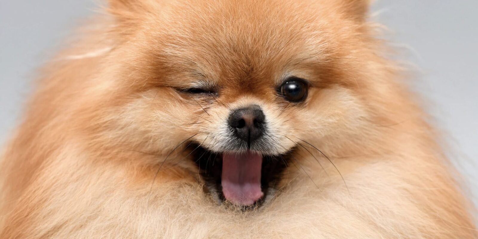 Der teuerste Hund der Welt