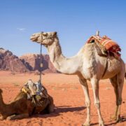 Wie viel kostet ein Kamel Preise, Händler und regionale Unterschiede 