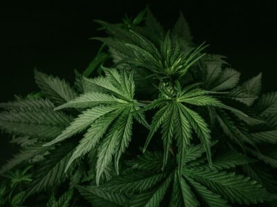 CBD-Produkte verstehen