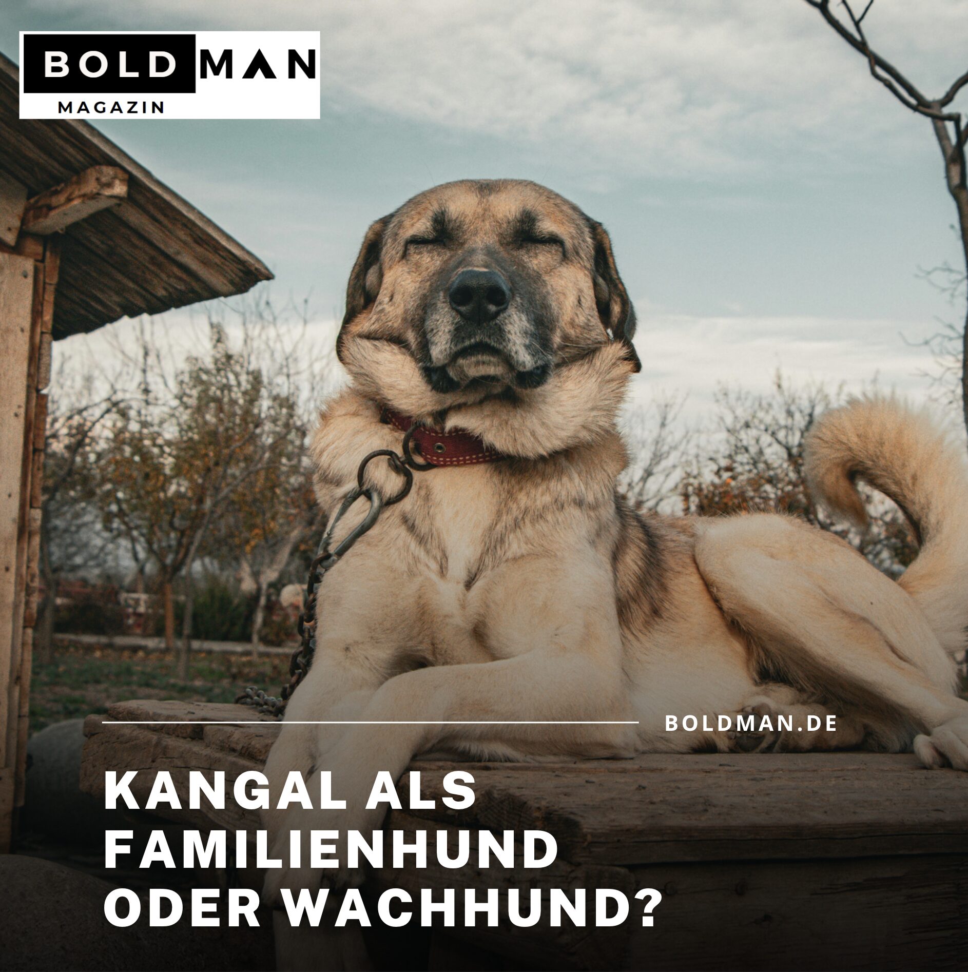 Kangal als Familienhund oder Wachhund? Kangal als Familienhund oder Wachhund?