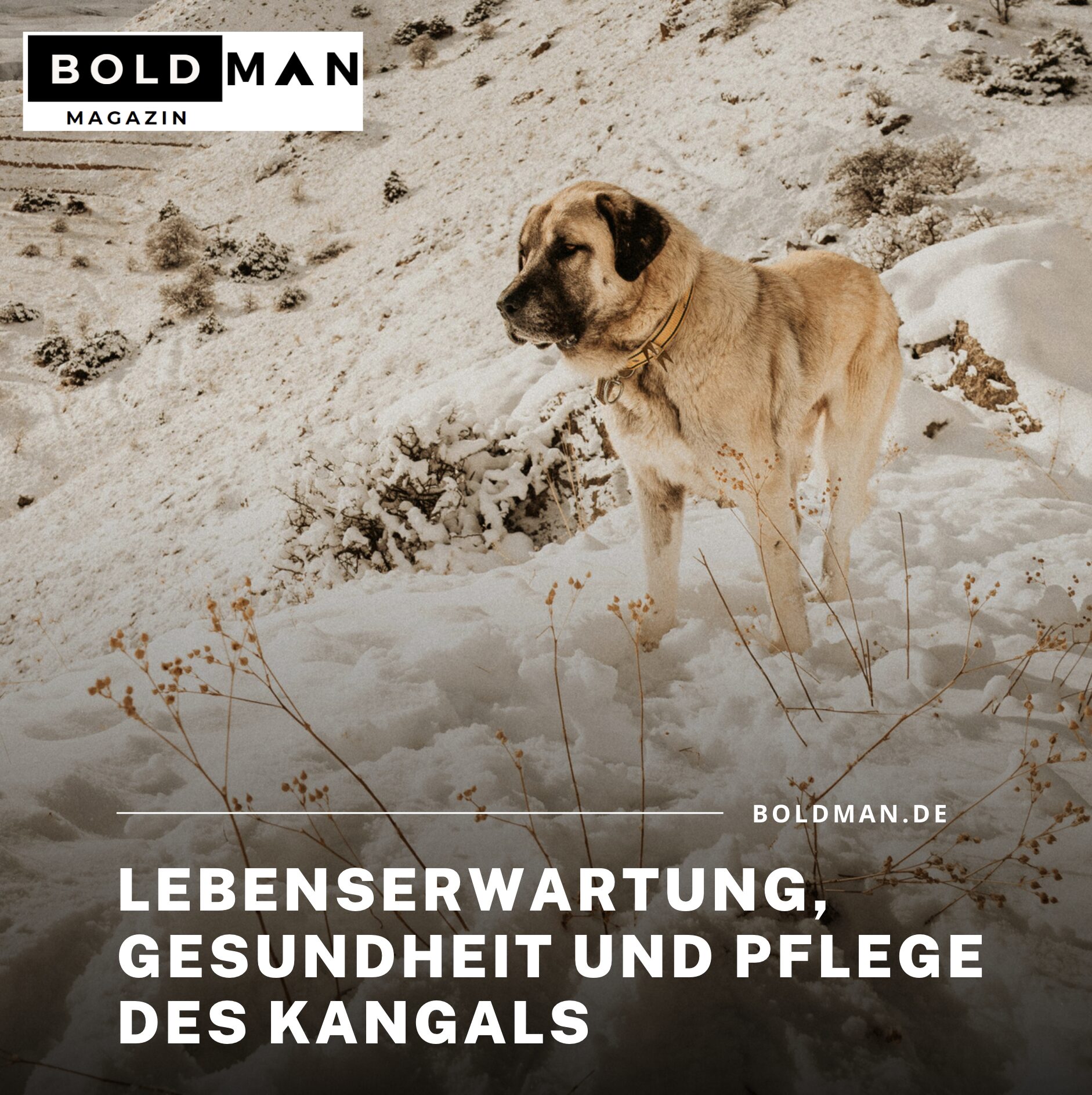 Lebenserwartung, Gesundheit und Pflege des Kangals Lebenserwartung, Gesundheit und Pflege des Kangals