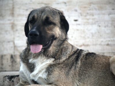 Wie gefährlich ist ein Kangal