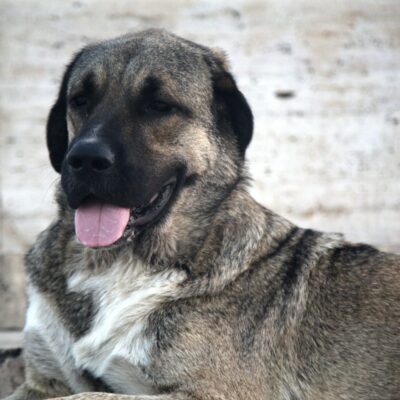 Wie gefährlich ist ein Kangal