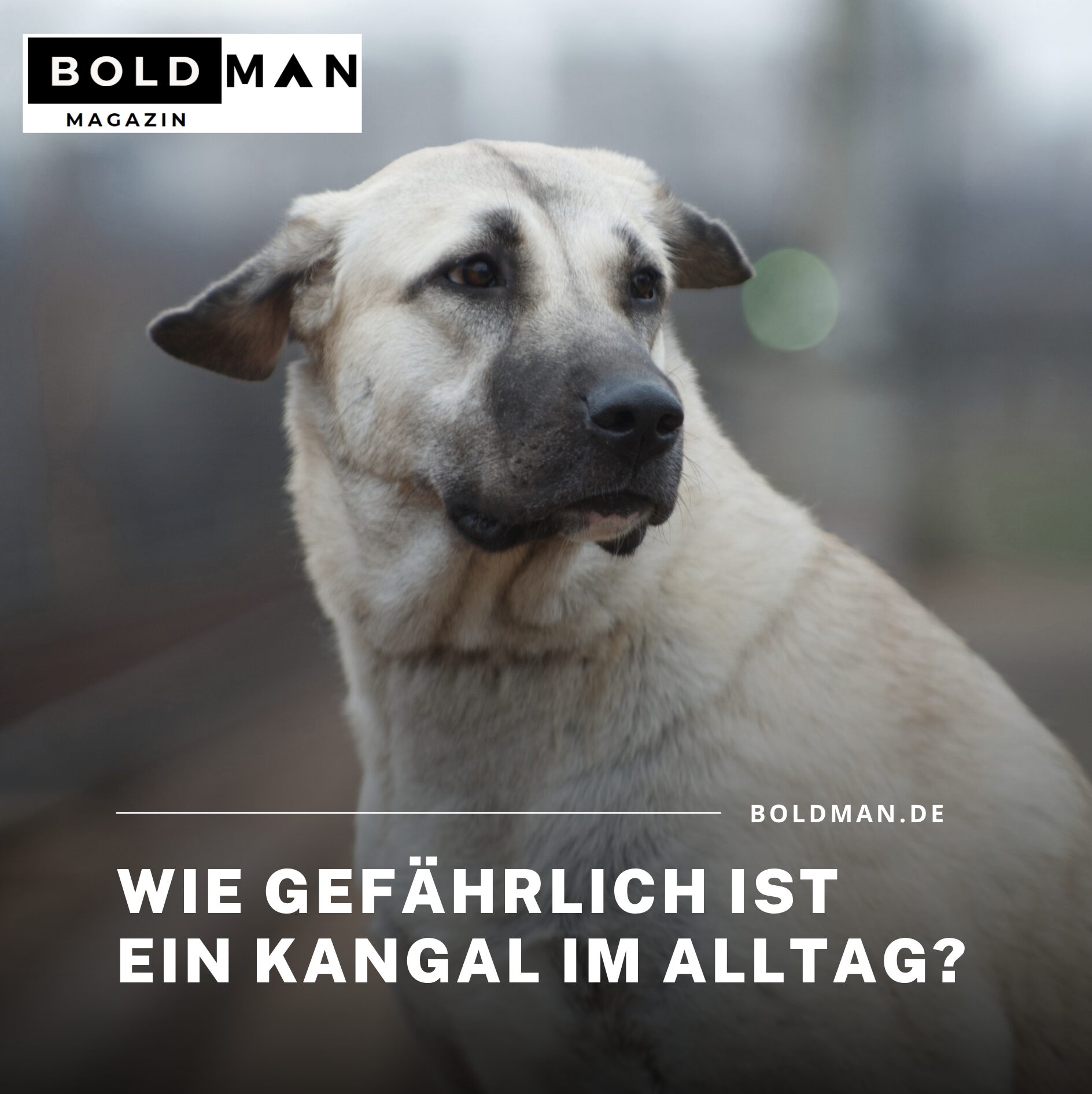 Wie gefährlich ist ein Kangal im Alltag? Wie gefährlich ist ein Kangal im Alltag?