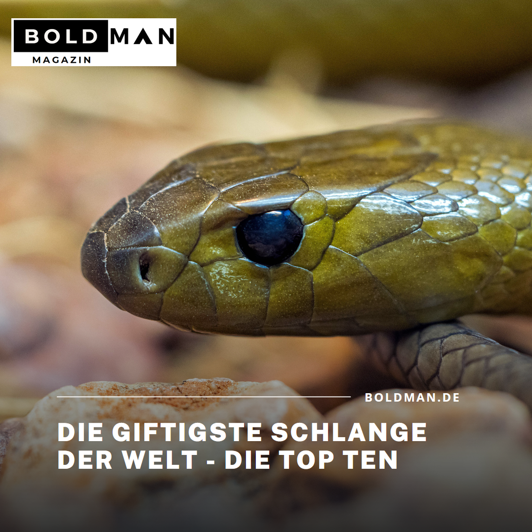 Die giftigste Schlange der Welt - die Top Ten Die giftigste Schlange der Welt - die Top Ten