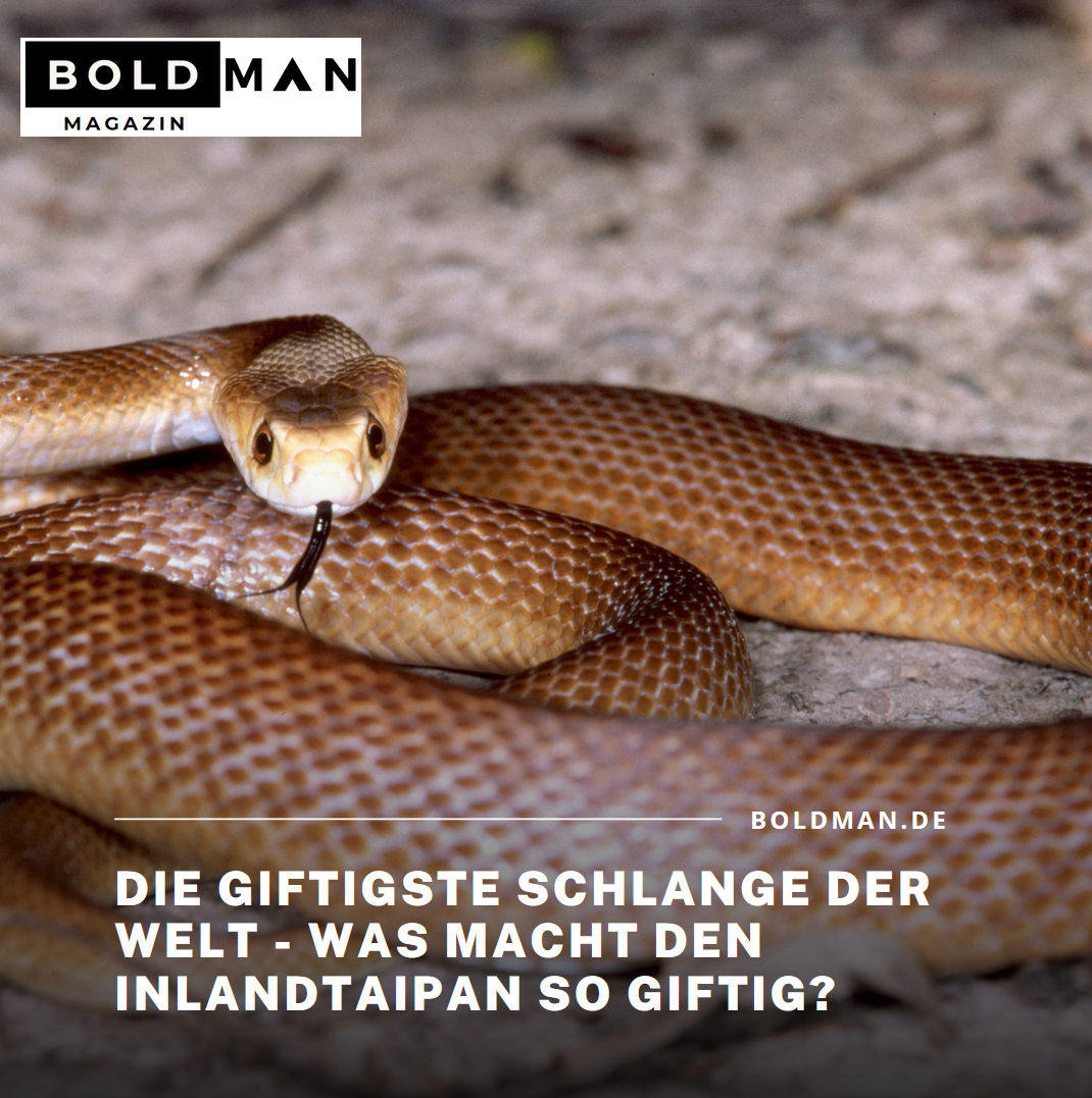 Die giftigste Schlange der Welt - was macht den Inlandtaipan so giftig? Die giftigste Schlange der Welt - was macht den Inlandtaipan so giftig?